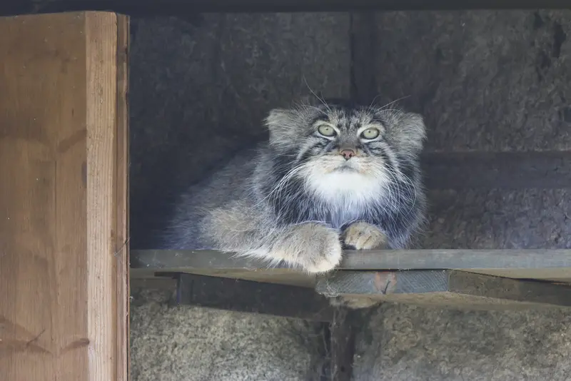 モスクワ動物園のティモフェイの写真