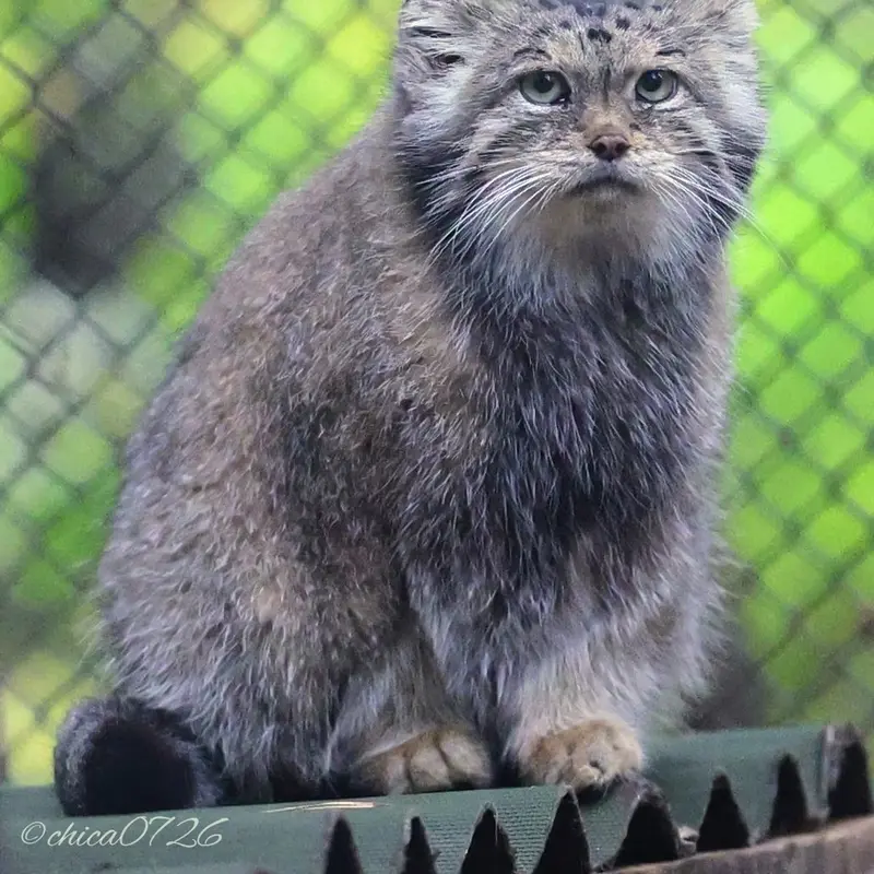 ノヴォシビルスク動物園のラストチカの写真