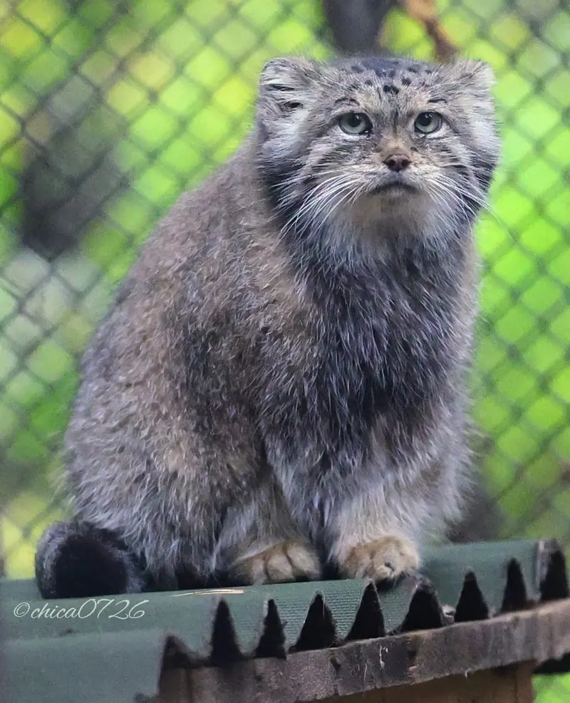 ノヴォシビルスク動物園のラストチカの写真