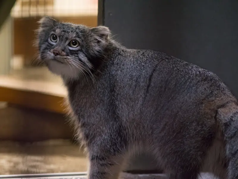 野毛山動物園のフィーガの写真