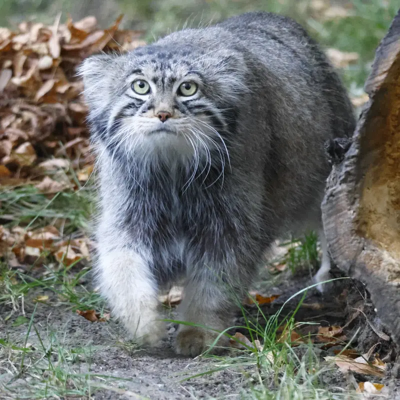 モスクワ動物園のティモフェイの写真