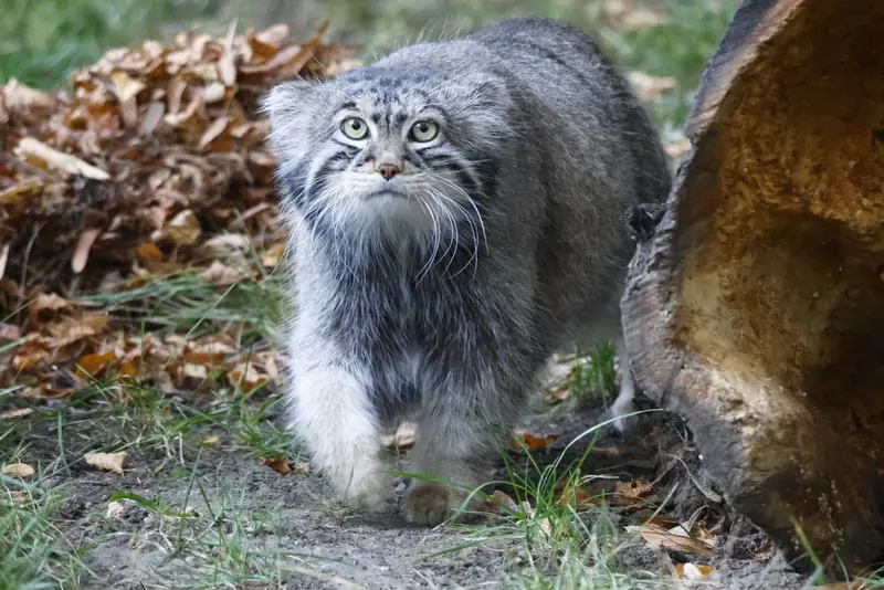モスクワ動物園のティモフェイの写真