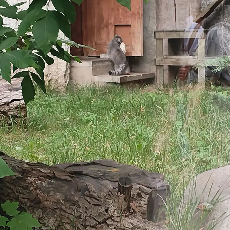 モスクワ動物園のティモフェイの写真