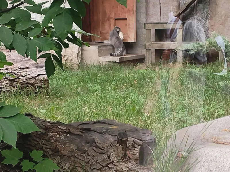 モスクワ動物園のティモフェイの写真
