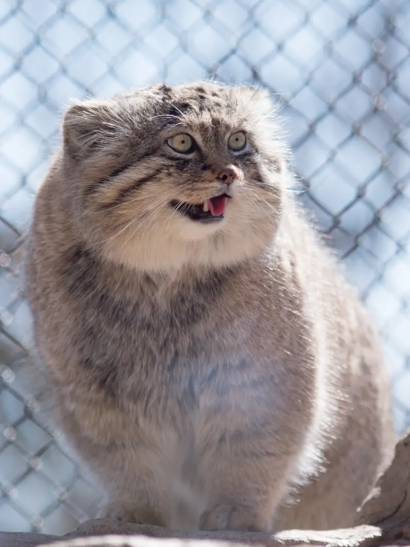 埼玉県こども動物自然公園のロータスの写真