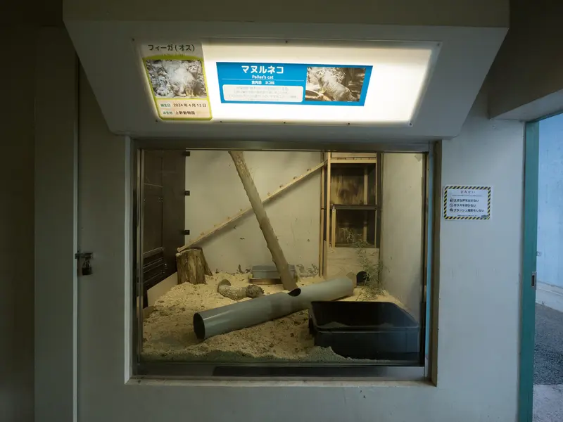 野毛山動物園のマヌルネコの写真