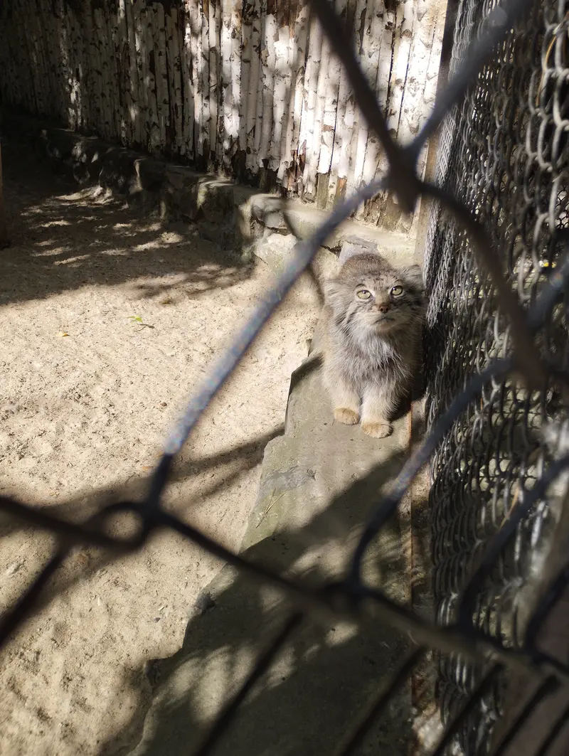ノヴォシビルスク動物園のマヌルネコの写真