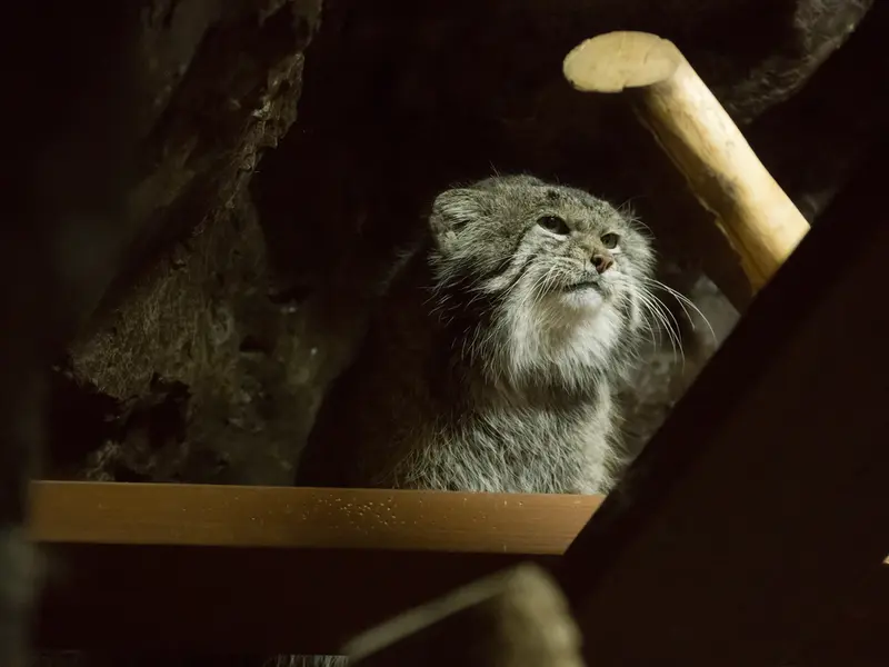 恩賜上野動物園のクリョンの写真