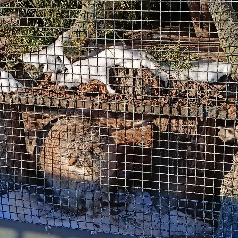 マヌルネコの写真