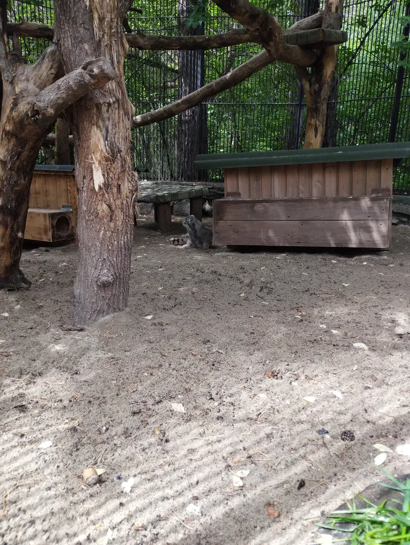 ノヴォシビルスク動物園のマヌルネコの写真
