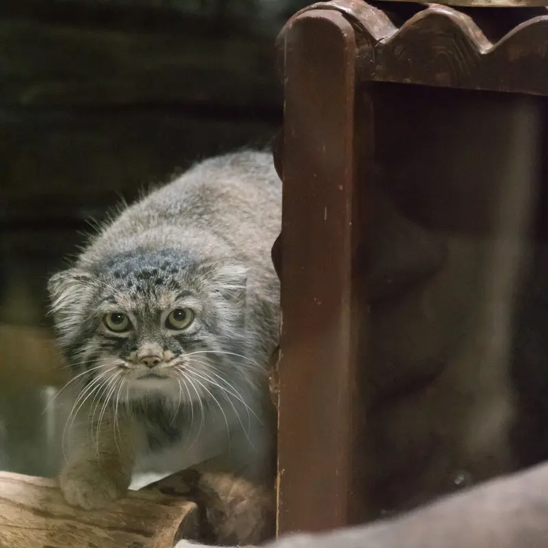 恩賜上野動物園のサフランの写真