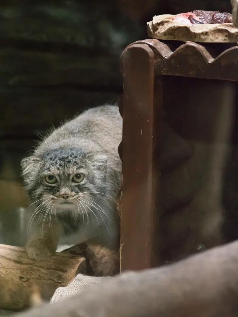 恩賜上野動物園のサフランの写真