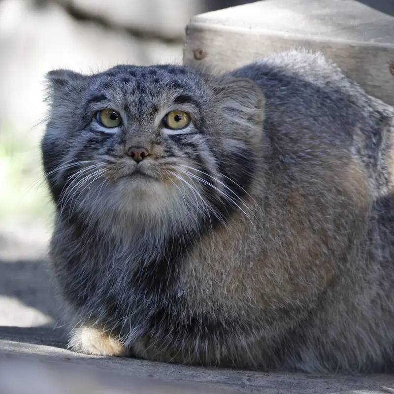 ノヴォシビルスク動物園のメンスの写真