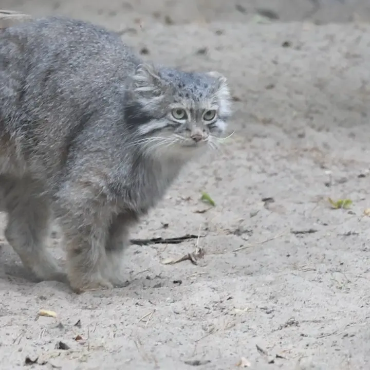 ノヴォシビルスク動物園のマヌルネコの写真