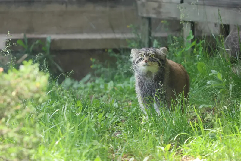 モスクワ動物園のティモフェイの写真