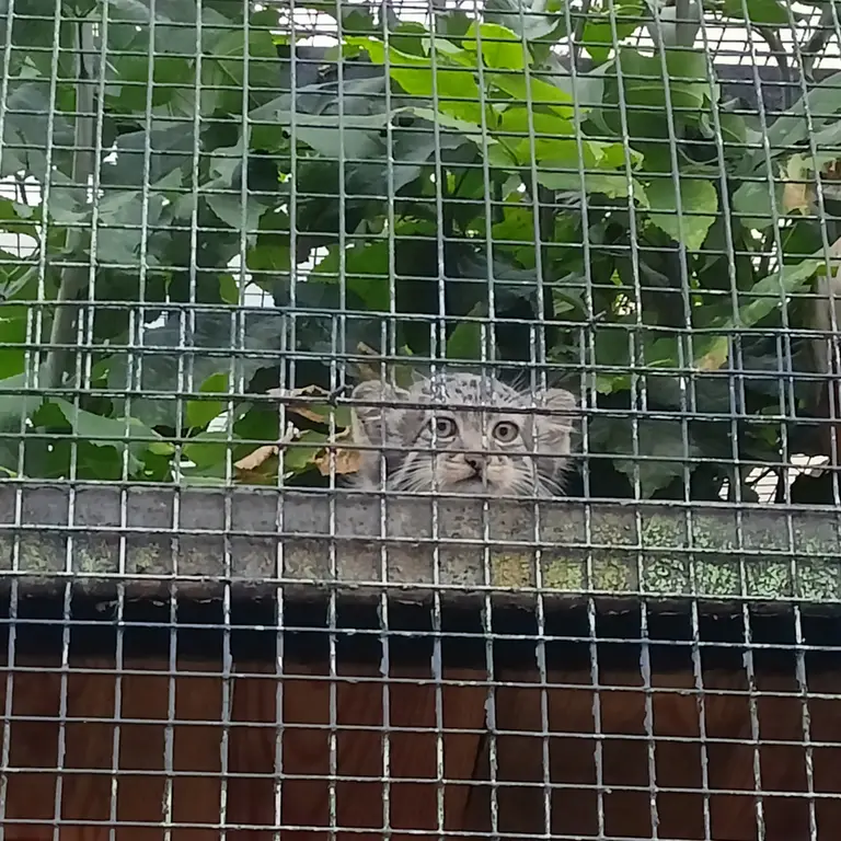 レニングラード動物園のマヌルネコの写真