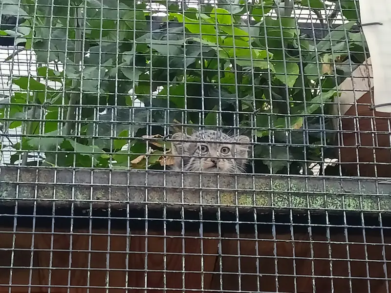 レニングラード動物園のマヌルネコの写真