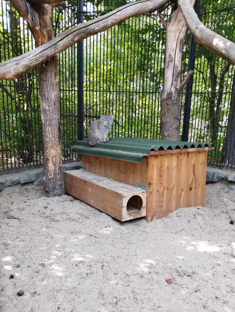 ノヴォシビルスク動物園のマヌルネコの写真