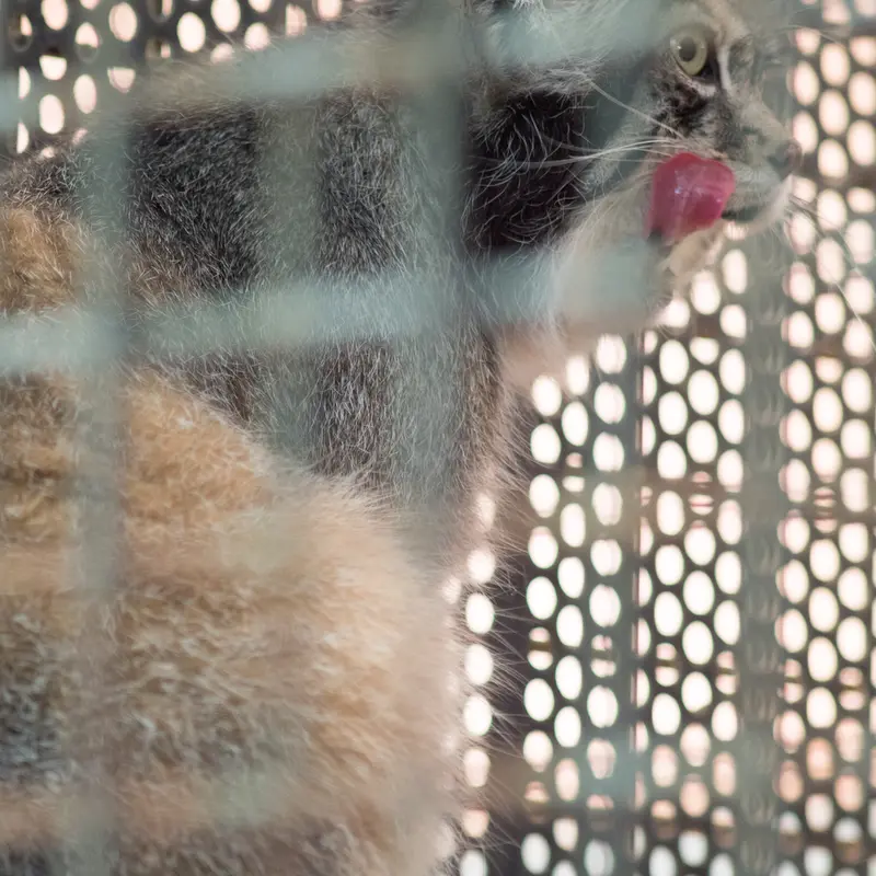 神戸市立王子動物園のイーリスの写真