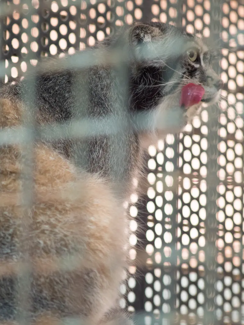 神戸市立王子動物園のイーリスの写真