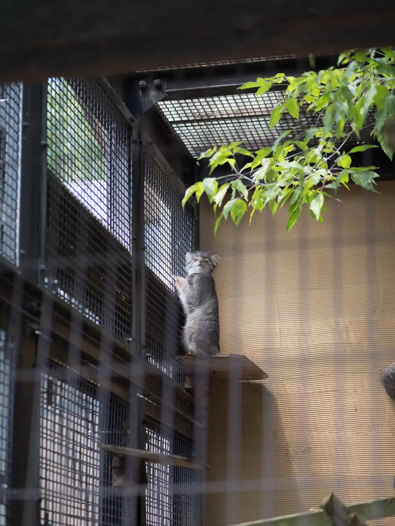 旭山動物園のヒデの写真