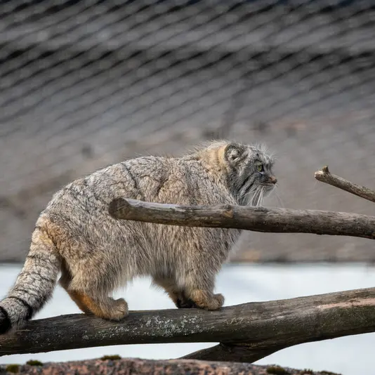 コルケアサーリ動物園のアルカスの写真