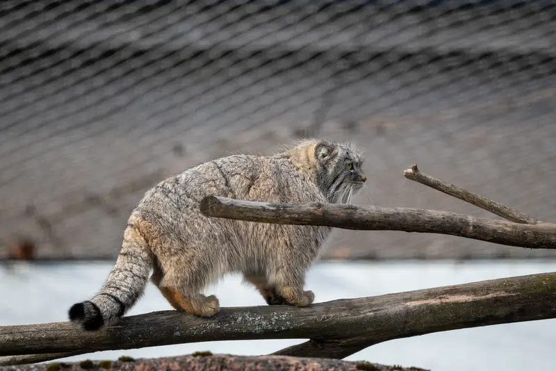 コルケアサーリ動物園のアルカスの写真