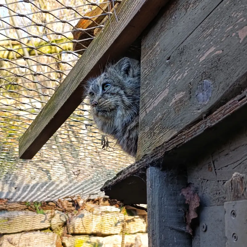 イフラヴァ動物園のルガシャの写真