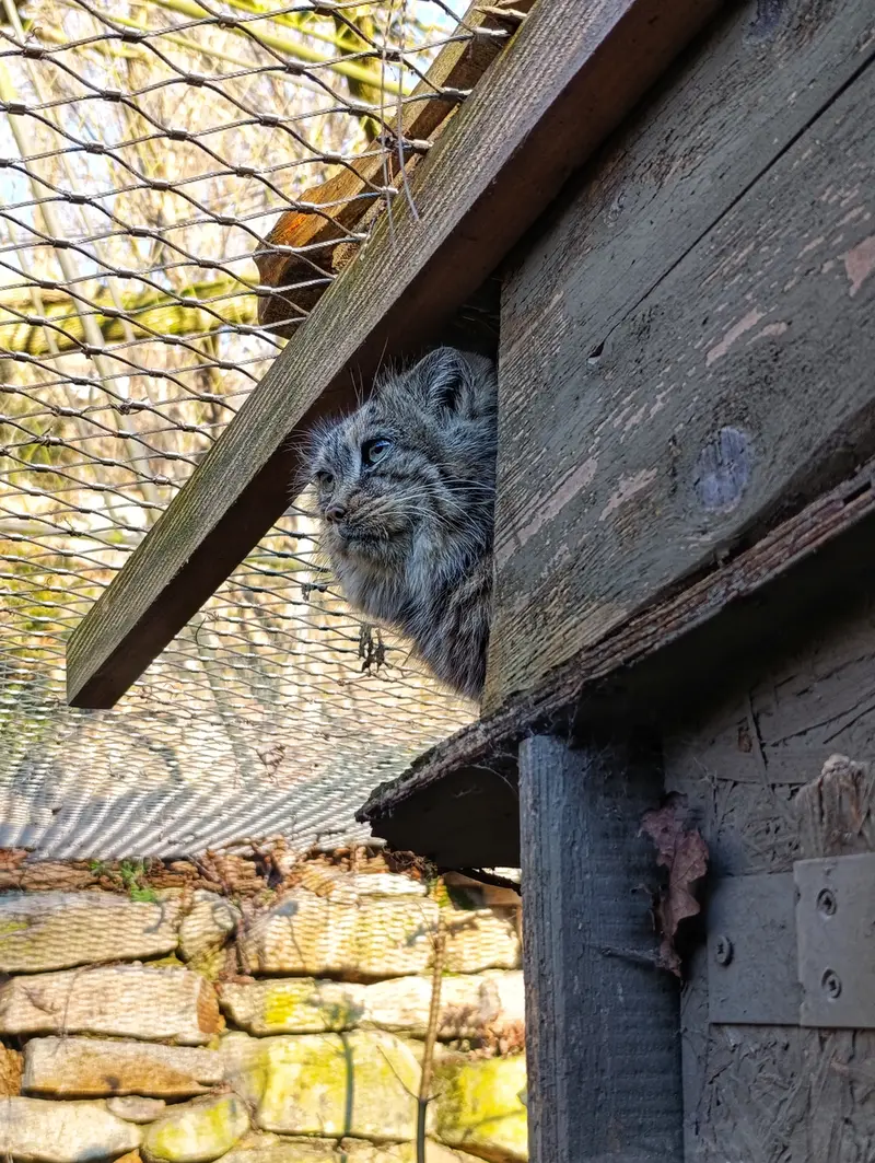 イフラヴァ動物園のルガシャの写真