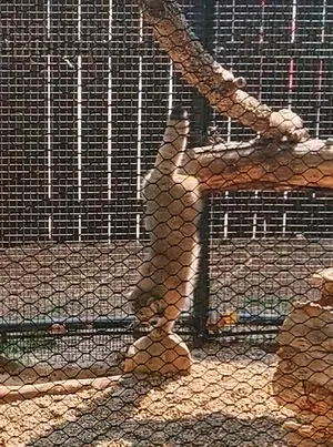 グレートプレーンズ動物園のカズの写真