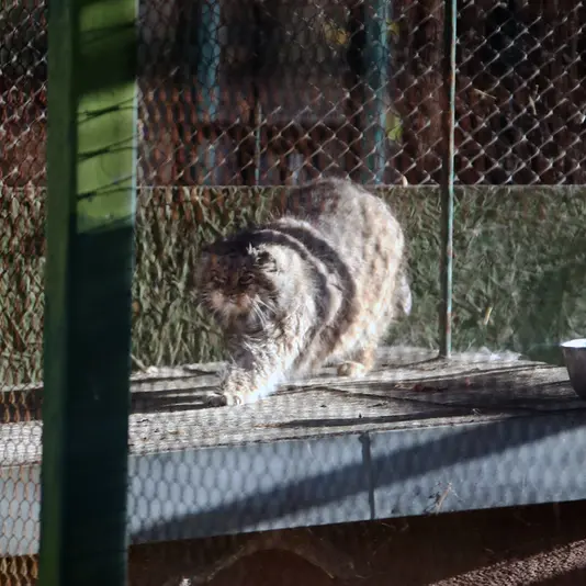 ウッチ動物園のパッツォの写真