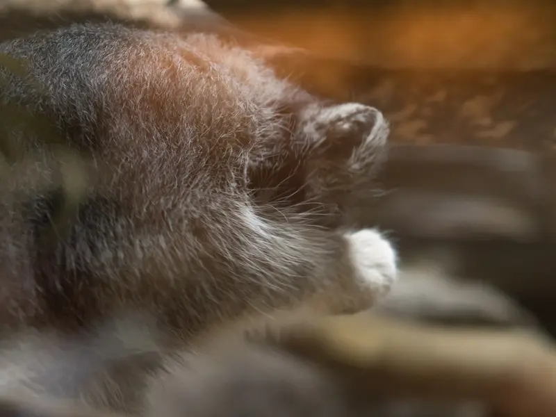 恩賜上野動物園のクリョンの写真