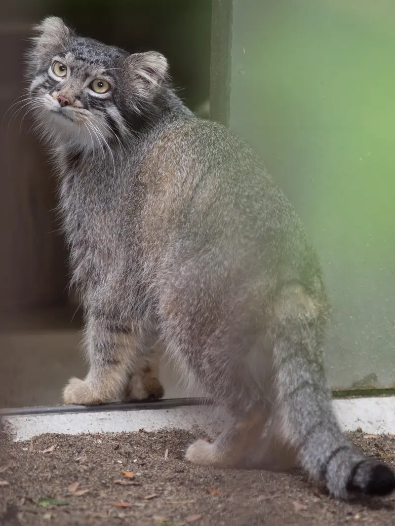 野毛山動物園のフィーガの写真