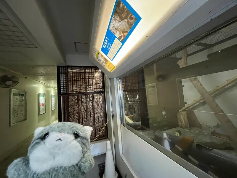 マヌルネコの写真