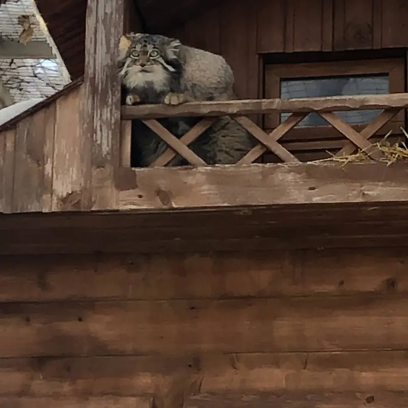 イジェフスク動物園（ウドムルト動物園）のアルタイの写真