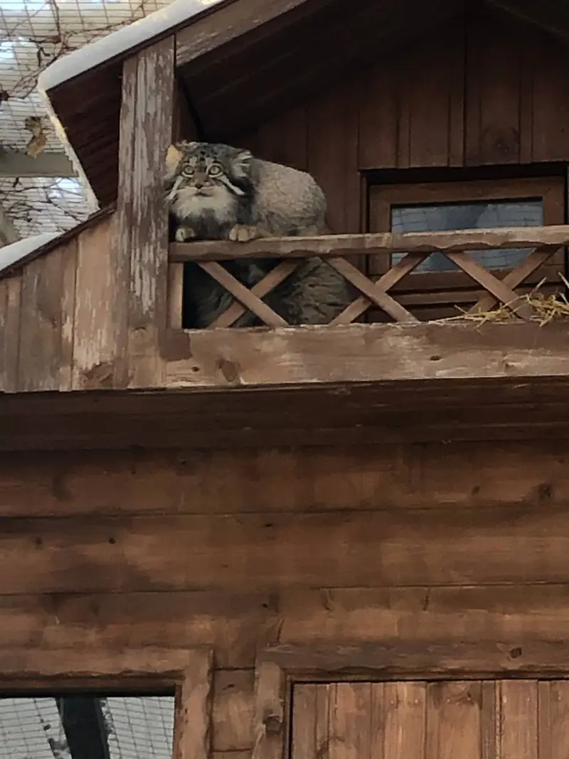 イジェフスク動物園（ウドムルト動物園）のアルタイの写真