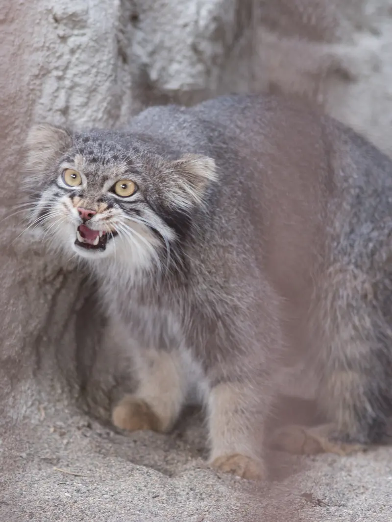 野毛山動物園のフィーガの写真
