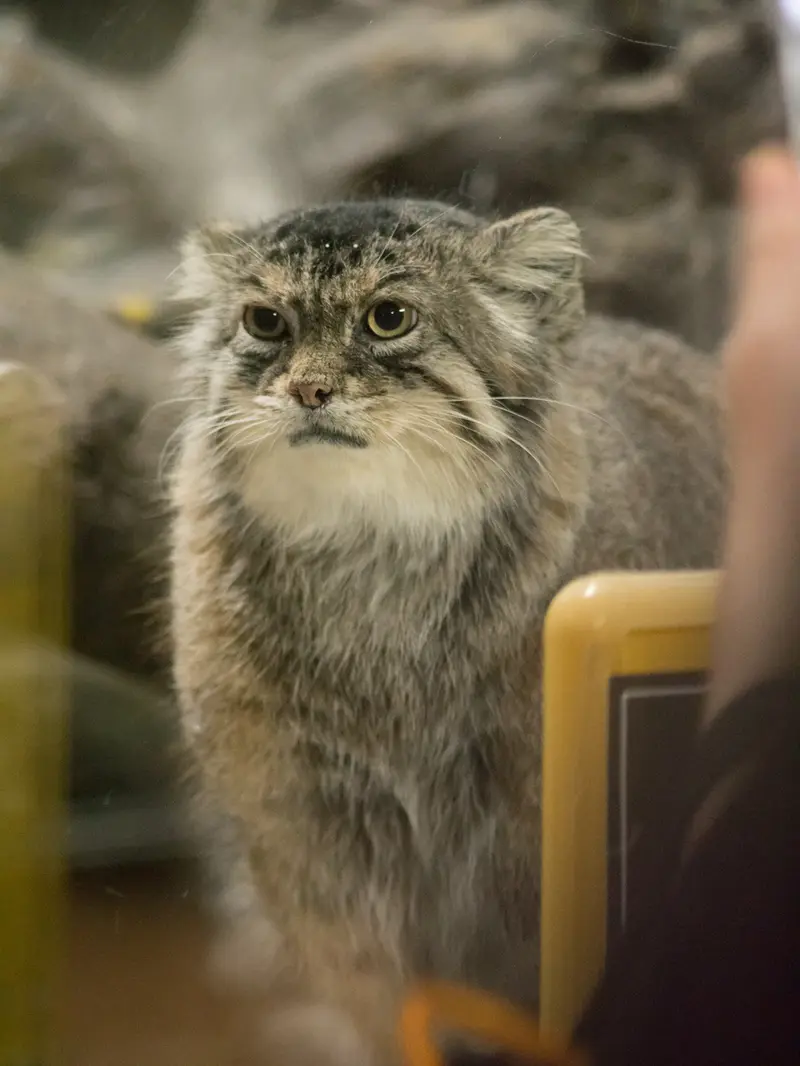 恩賜上野動物園のプリームラの写真