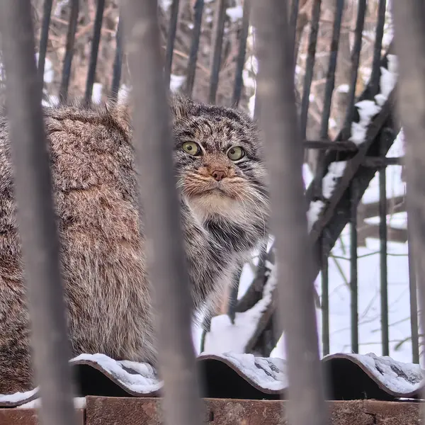 ノヴォシビルスク動物園のマリクの写真