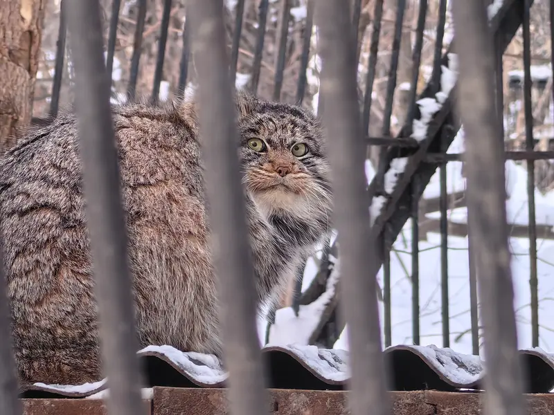 ノヴォシビルスク動物園のマリクの写真