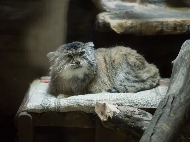 恩賜上野動物園のプリームラの写真