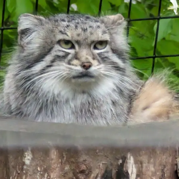 スミソニアン国立動物園のセバの写真