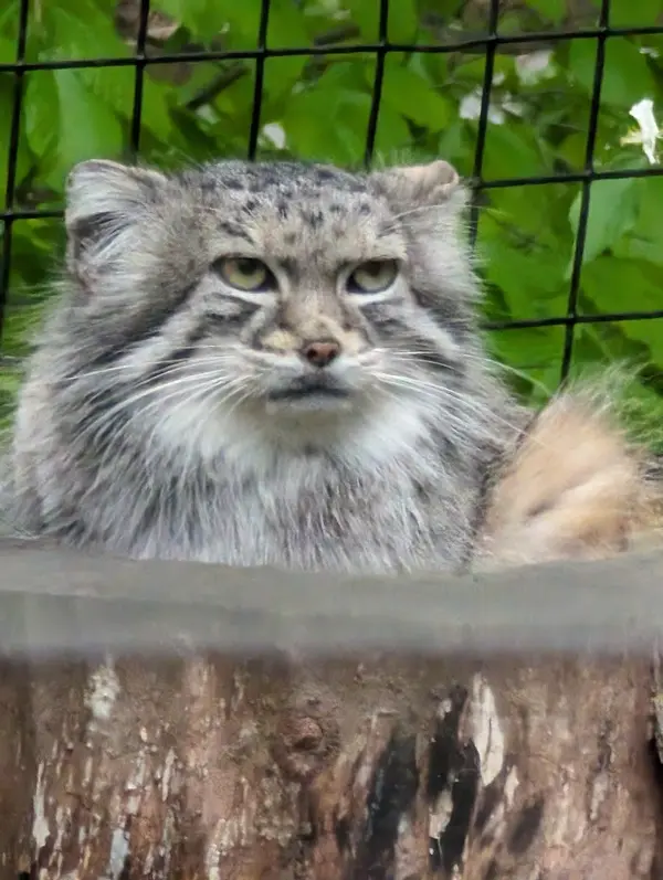スミソニアン国立動物園のセバの写真