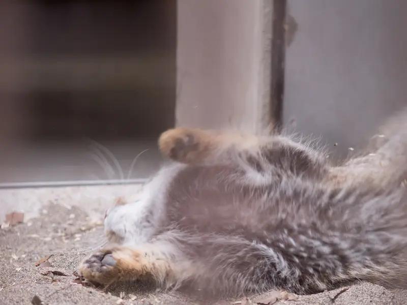 野毛山動物園のフィーガの写真