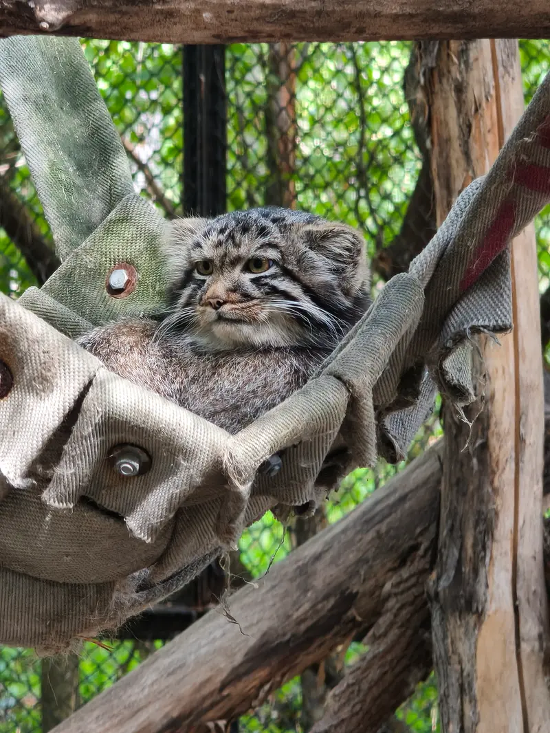 ノヴォシビルスク動物園のマヌルネコの写真
