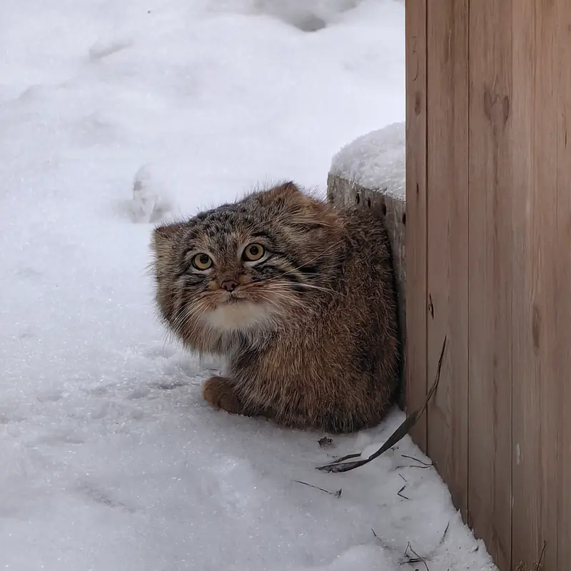 ノヴォシビルスク動物園のアッケムの写真