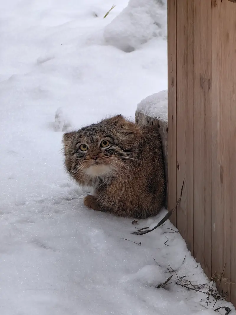 ノヴォシビルスク動物園のアッケムの写真