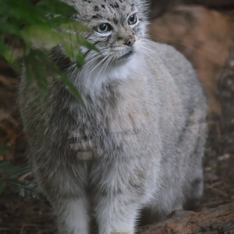 シャイアン・マウンテン動物園のレッドの写真