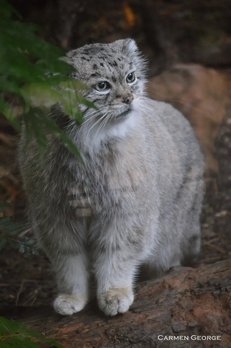 シャイアン・マウンテン動物園のレッドの写真