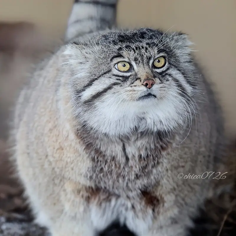 旭山動物園のグルーシャの写真